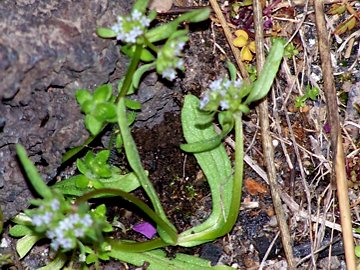 Piccola pianta con fiori piccolissimi - Valerianella sp.